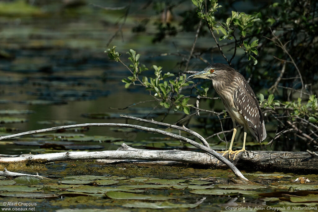 Black-crowned Night Heronimmature, identification, walking