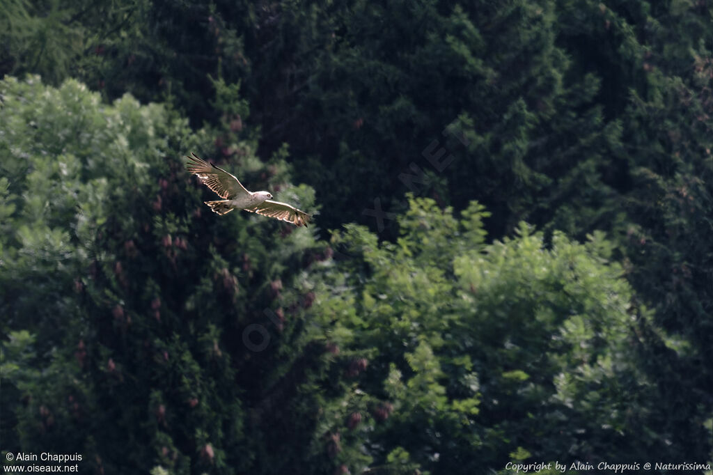 European Honey Buzzard