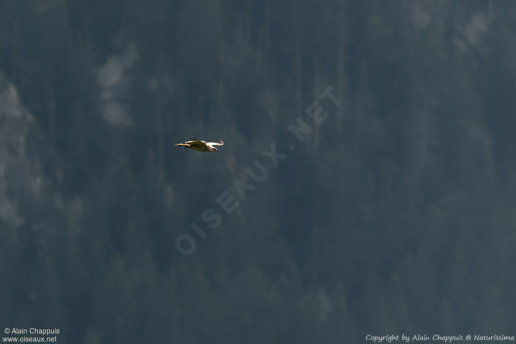 European Honey Buzzard