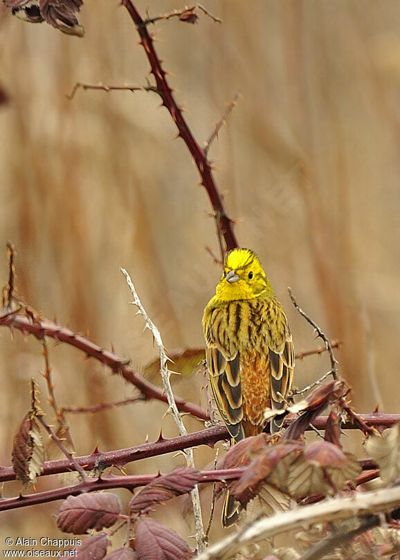 Bruant jaune mâle adulte, identification, Comportement