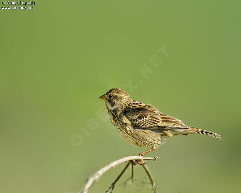 Bruant proyer mâle adulte nuptial, identification, Comportement