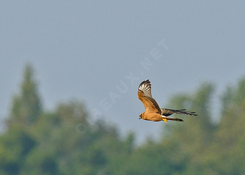 Busard cendréjuvénile, identification, Vol, Comportement
