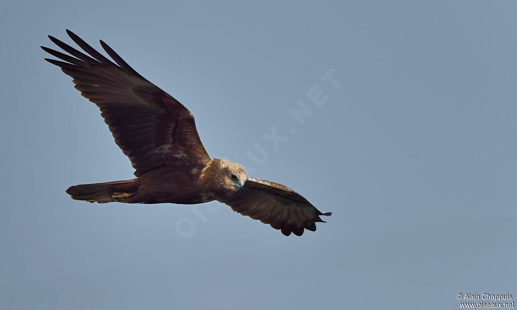 Western Marsh Harrier female adult, identification, Flight, fishing/hunting