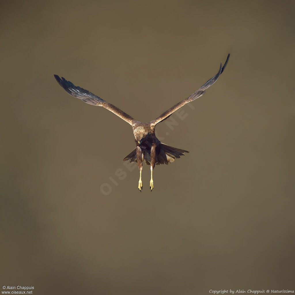 Western Marsh Harrier female adult, identification, close-up portrait, habitat, fishing/hunting