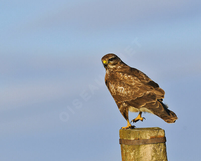 Buse variable