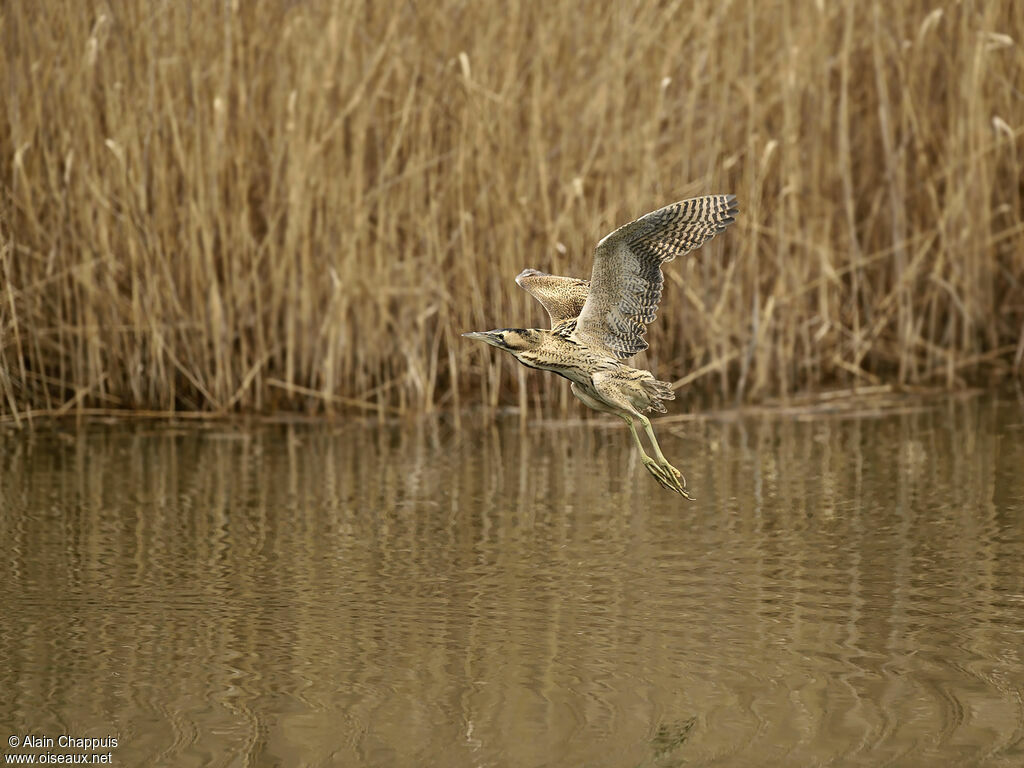 Butor étoiléadulte, identification, Vol, Comportement