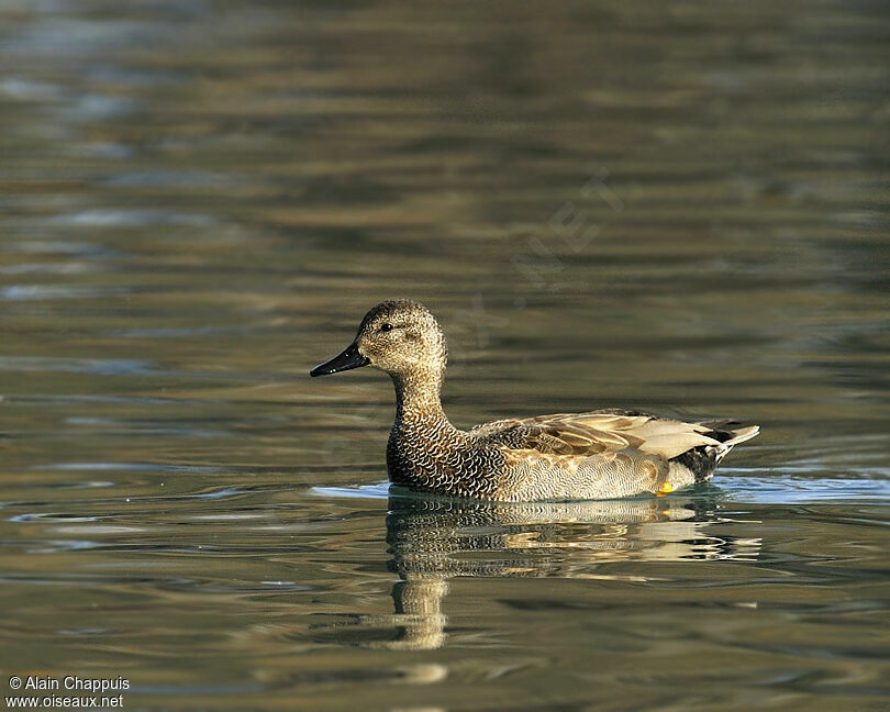 Canard chipeau mâle adulte, identification, Comportement