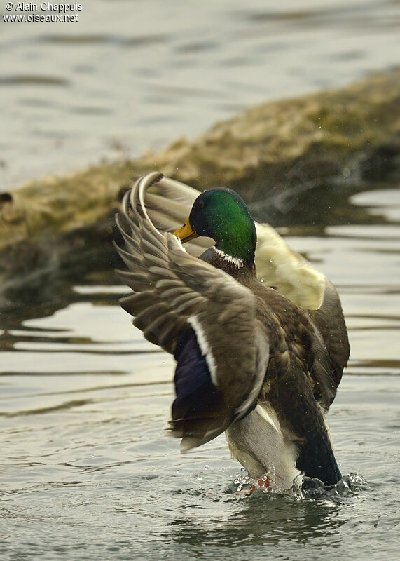Canard colvert mâle adulte, identification, Vol, Comportement