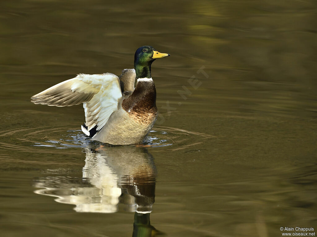 Canard colvert mâle adulte, identification, nage, pêche/chasse