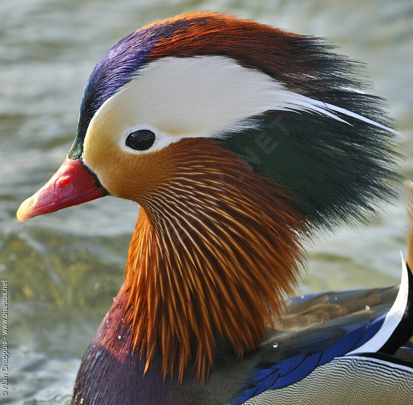 Canard mandarin mâle adulte nuptial, identification, Comportement