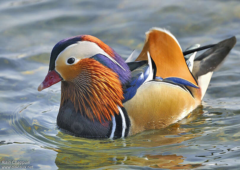 Mandarin Duck male adult breeding, identification