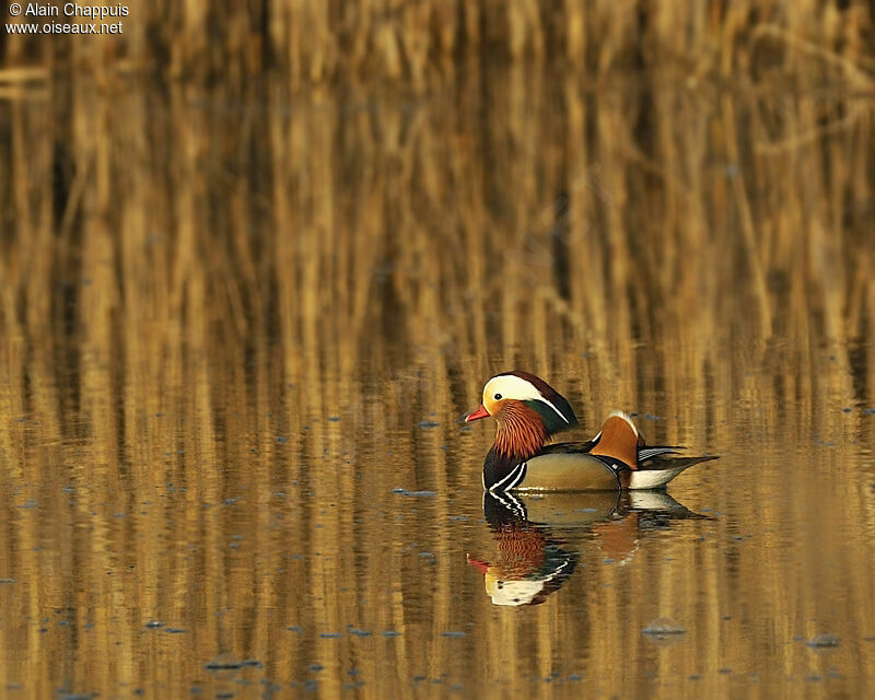 Mandarin Duck male adult, identification, Behaviour