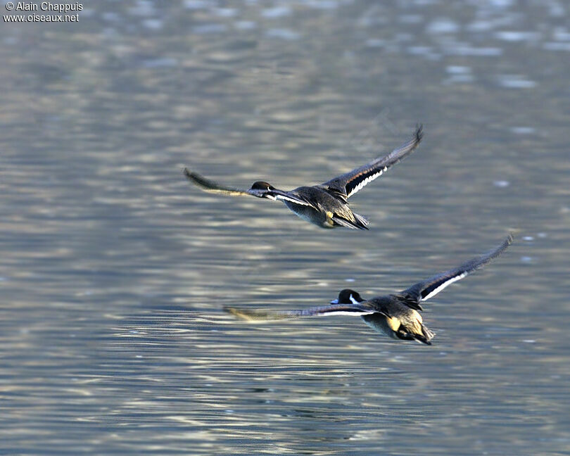 Canard pilet mâle adulte, identification, Vol, Comportement