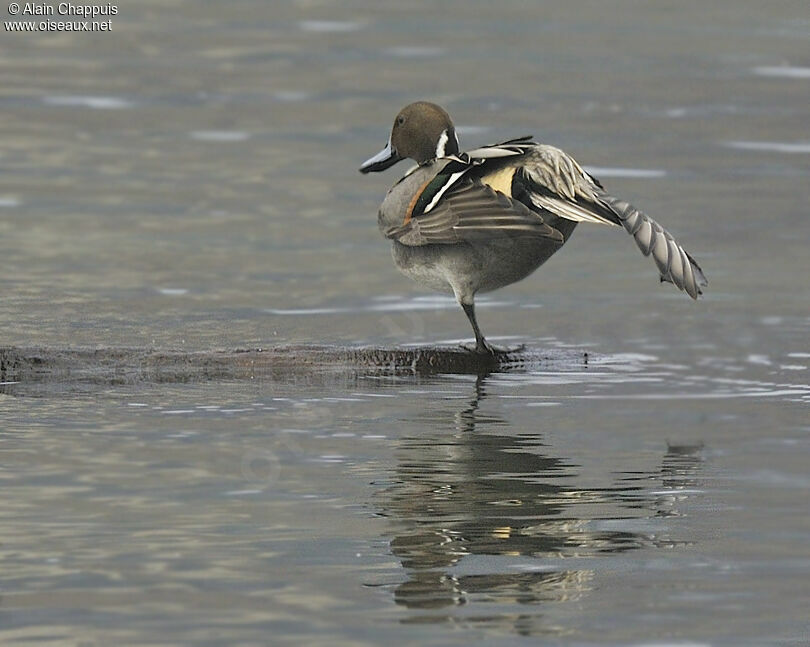 Canard pilet mâle adulte, identification, Comportement