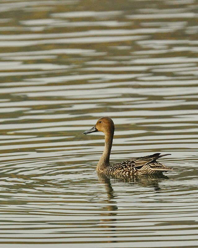 Canard pilet femelle, identification, Comportement