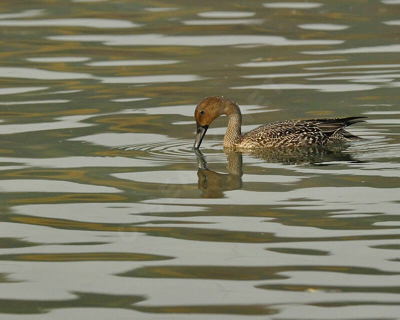Canard pilet femelle, identification, Comportement