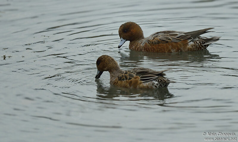 Canard siffleur adulte internuptial, identification, Comportement