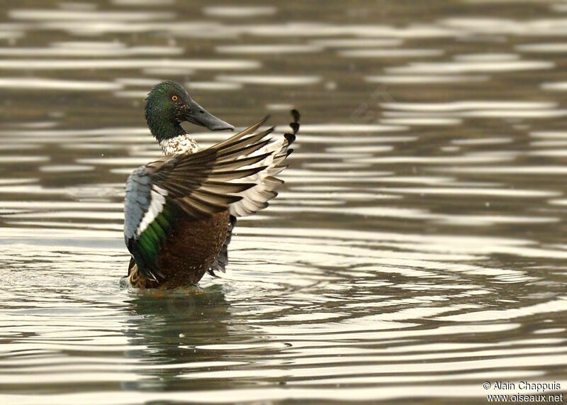 Canard souchet mâle subadulte, identification, Vol, Comportement