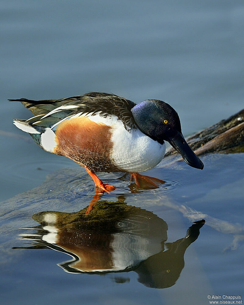 Canard souchet mâle adulte, identification, Comportement