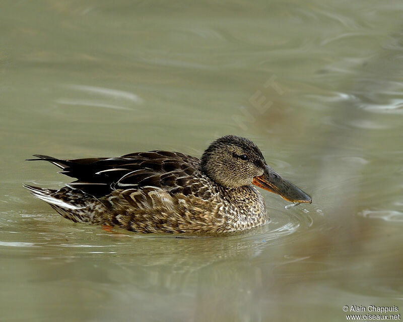 Canard souchet femelle adulte, identification, Comportement