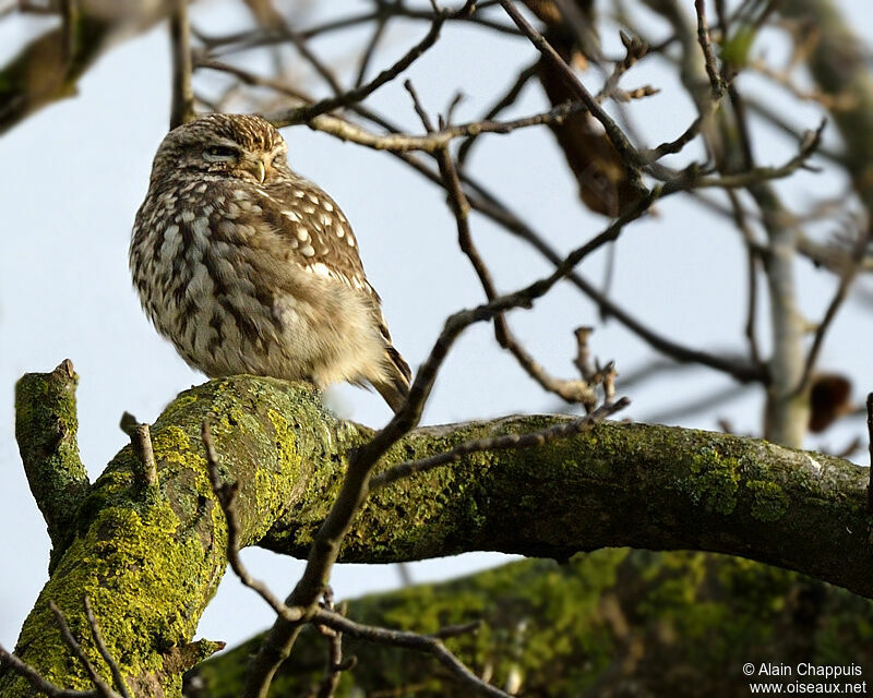 Little Owladult post breeding, identification, Behaviour