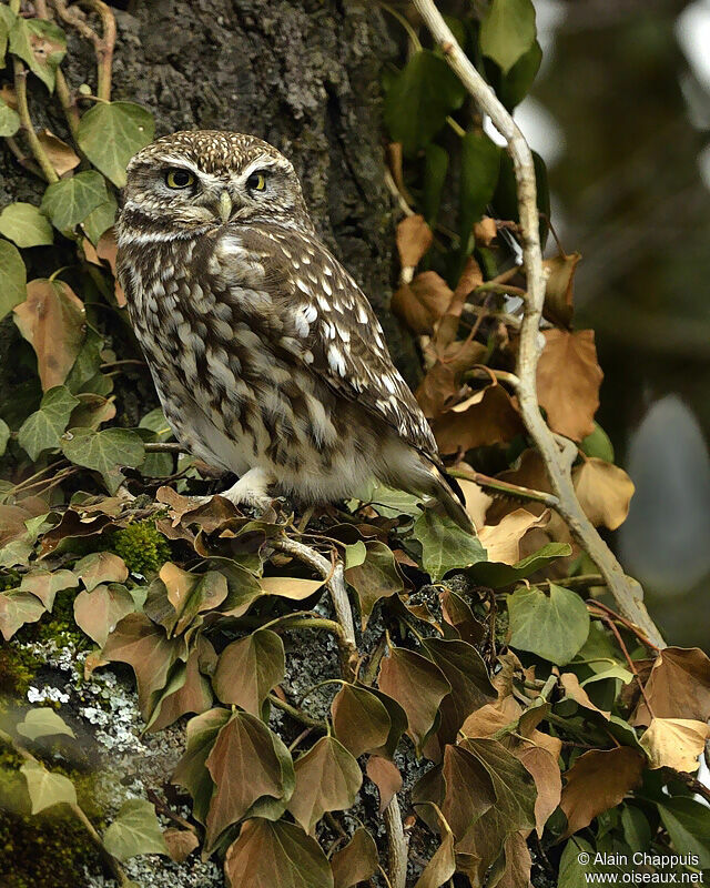 Chevêche d'Athénaadulte, identification, Comportement