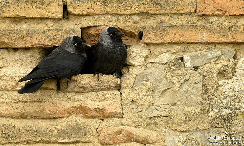Western Jackdaw , identification, Reproduction-nesting, Behaviour