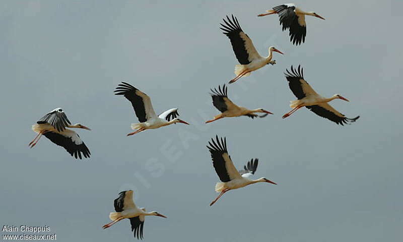 White Storkadult, Flight
