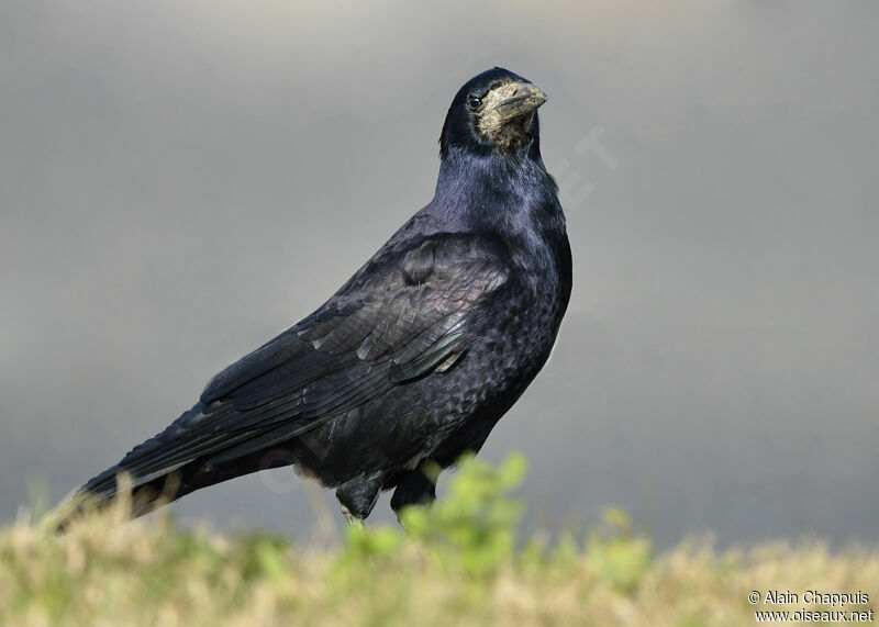 Corbeau freuxadulte, identification, Comportement