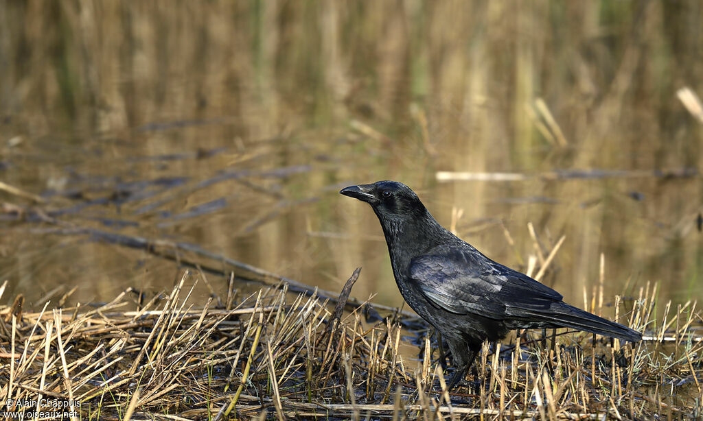Carrion Crowadult, identification, Behaviour