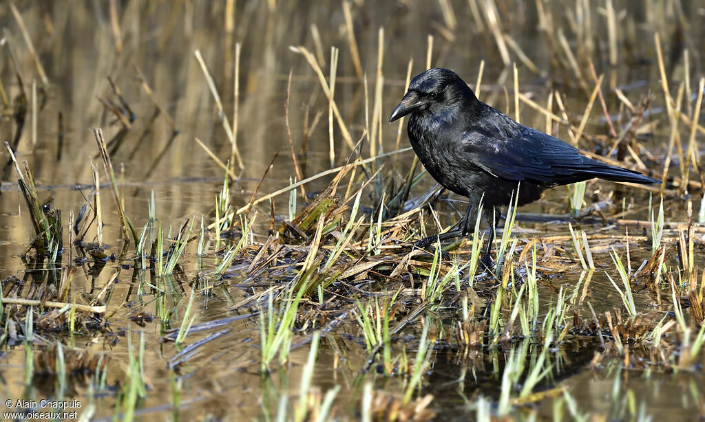 Carrion Crowadult, identification, Behaviour