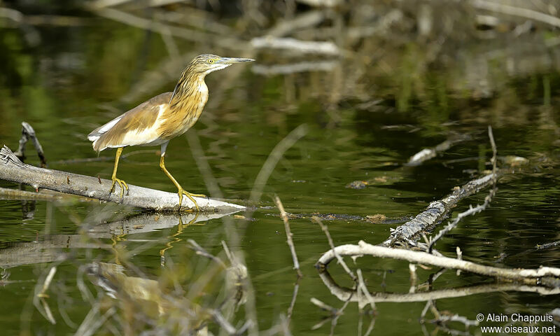 Squacco Heronadult, identification, Behaviour