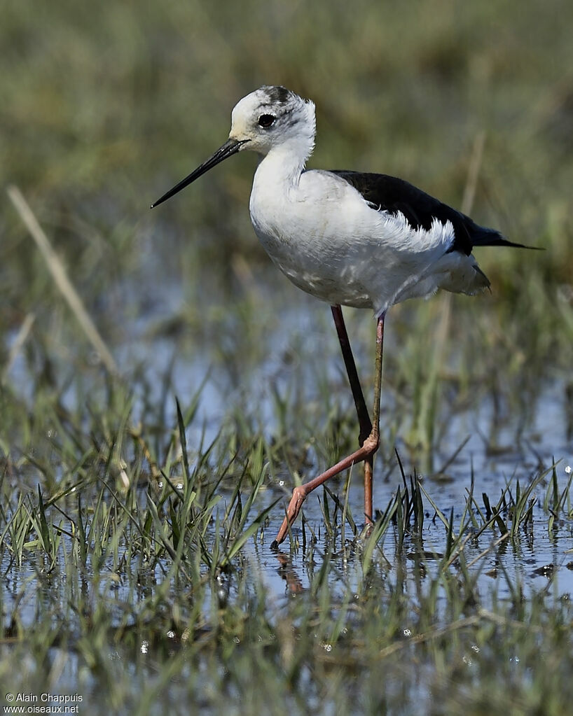 Black-winged Stilt female adult, identification, feeding habits, Behaviour