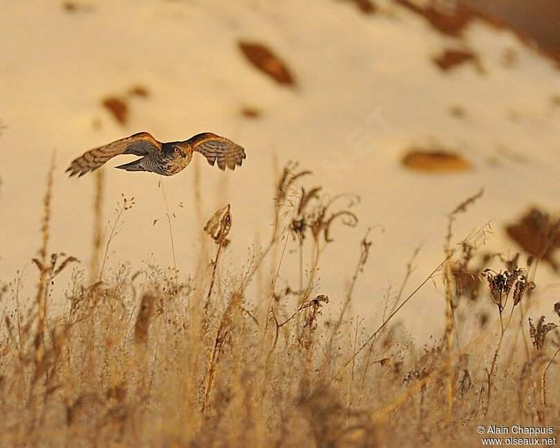 Eurasian Sparrowhawkadult, identification, Flight, Behaviour