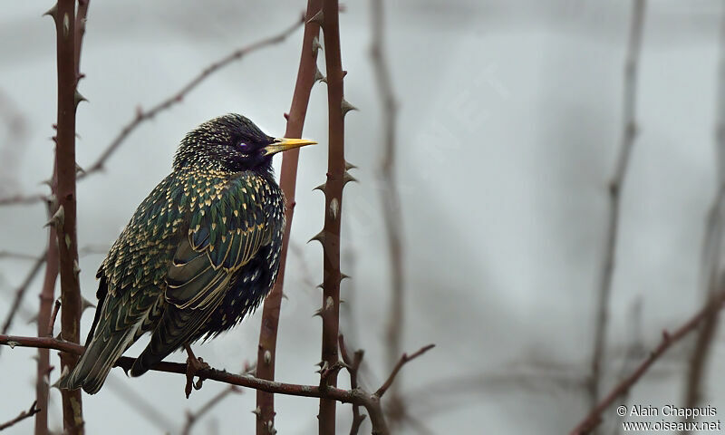 Common Starlingadult post breeding, identification, Behaviour