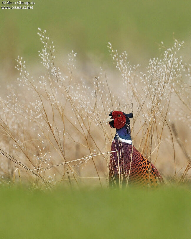 Common Pheasant male adult, identification, Behaviour