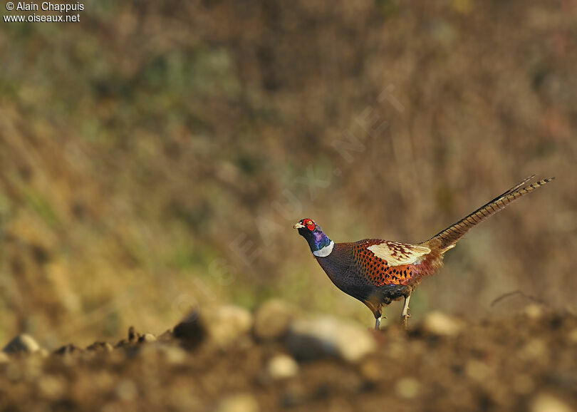 Common Pheasant male adult, identification, Behaviour