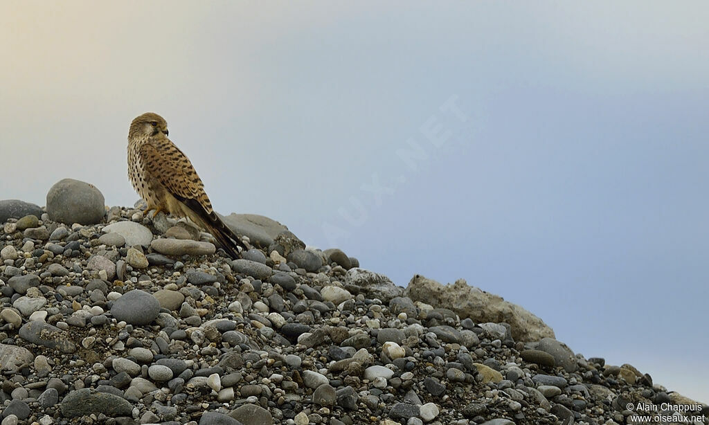 Common Kestrel female adult, identification, Behaviour