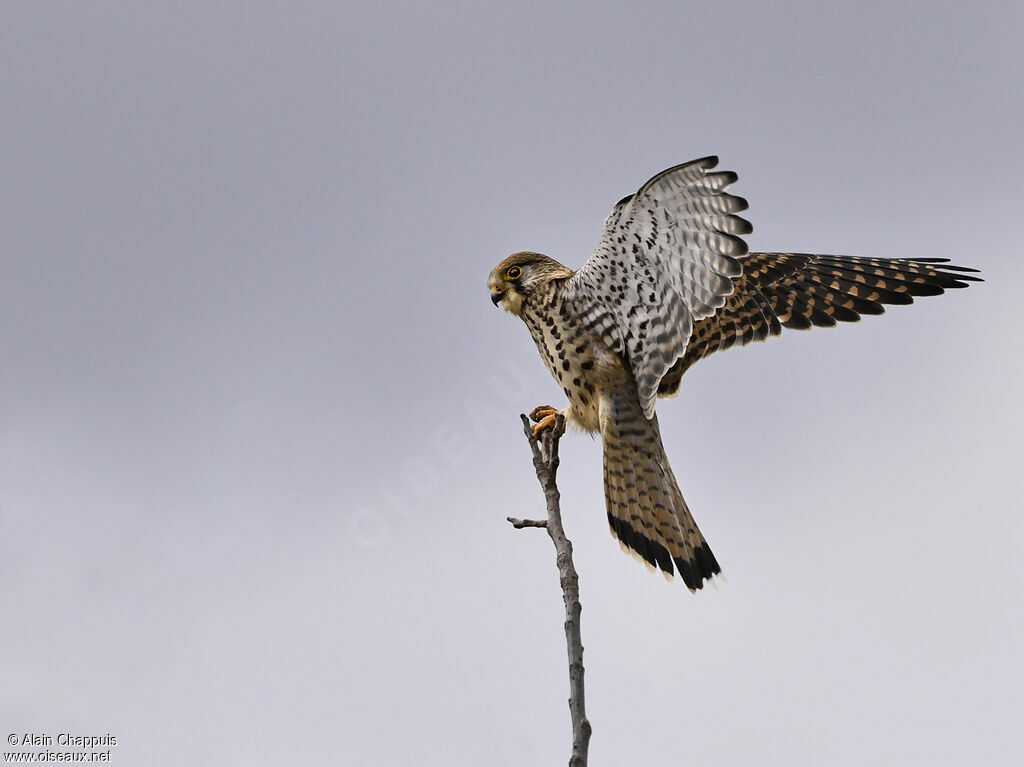 Common Kestreladult post breeding, identification, close-up portrait, Flight