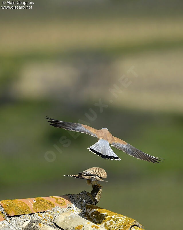 Lesser Kestrel adult, identification, Flight, Reproduction-nesting, Behaviour