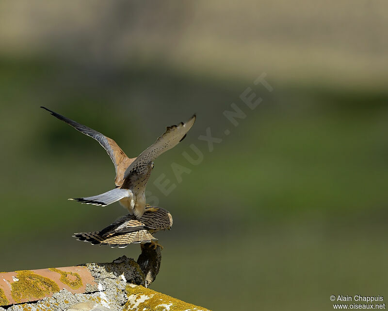 Lesser Kestrel adult, identification, Flight, Reproduction-nesting, Behaviour