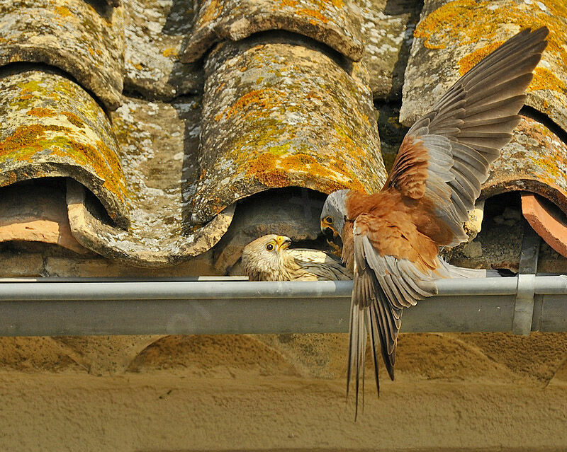 Lesser Kestrel , identification