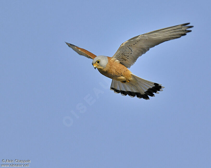 Lesser Kestrel male adult breeding, identification, Flight, Behaviour