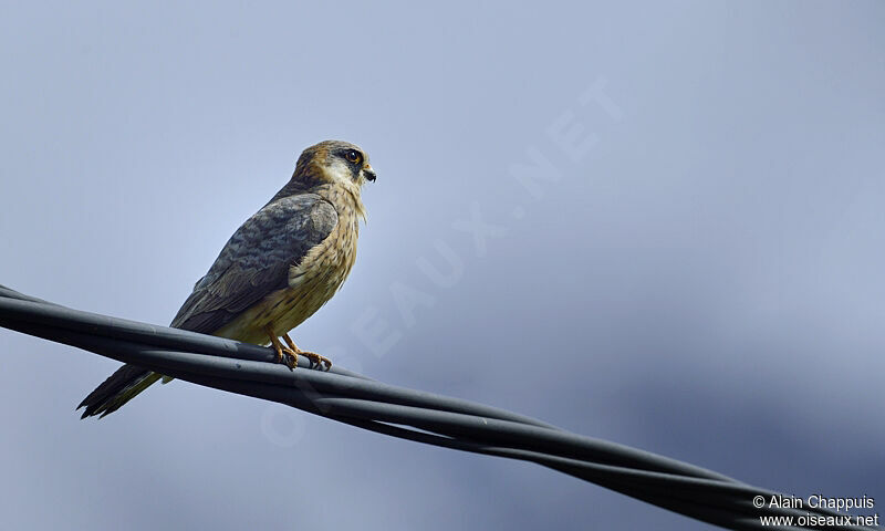 Red-footed Falcon male immature, identification, Behaviour