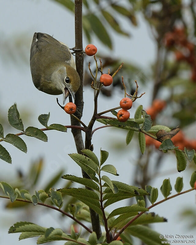 Eurasian Blackcap female adult, identification, feeding habits, Behaviour