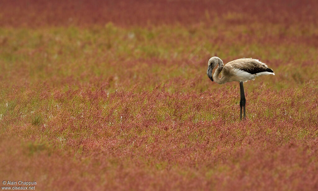 Flamant rose1ère année, identification, régime, Comportement