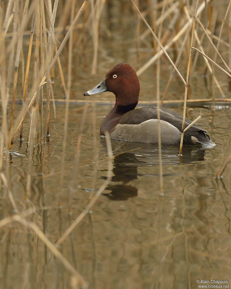 Common Pochard