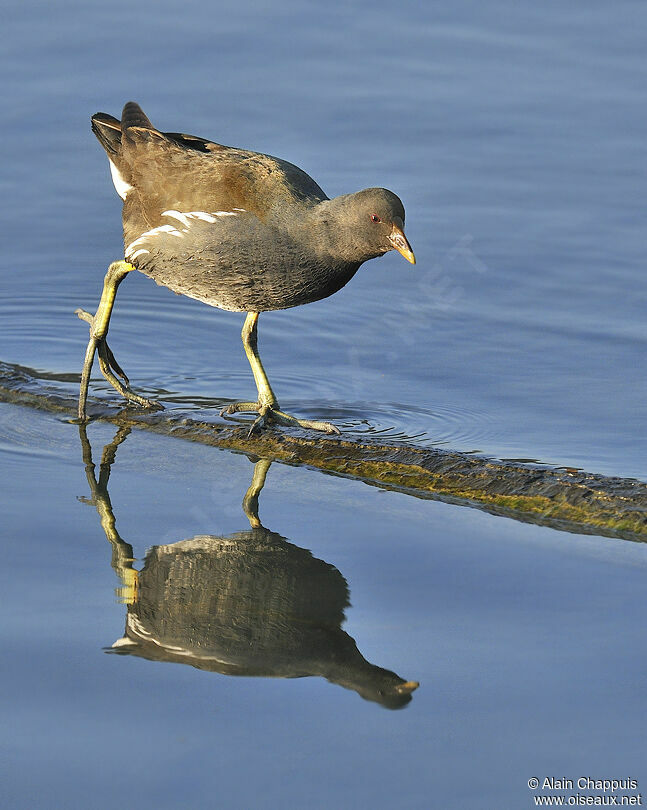 Gallinule poule-d'eaujuvénile, identification, Comportement