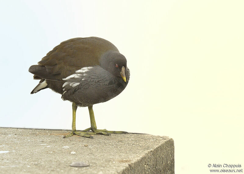Common Moorhenimmature, identification, Behaviour