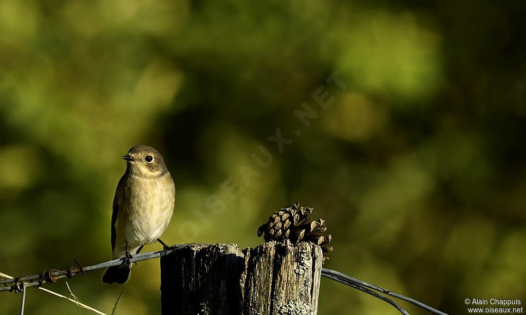 European Pied Flycatcheradult, identification, Behaviour